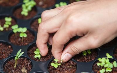 Solar-Powered Vertical Farming in Singapore